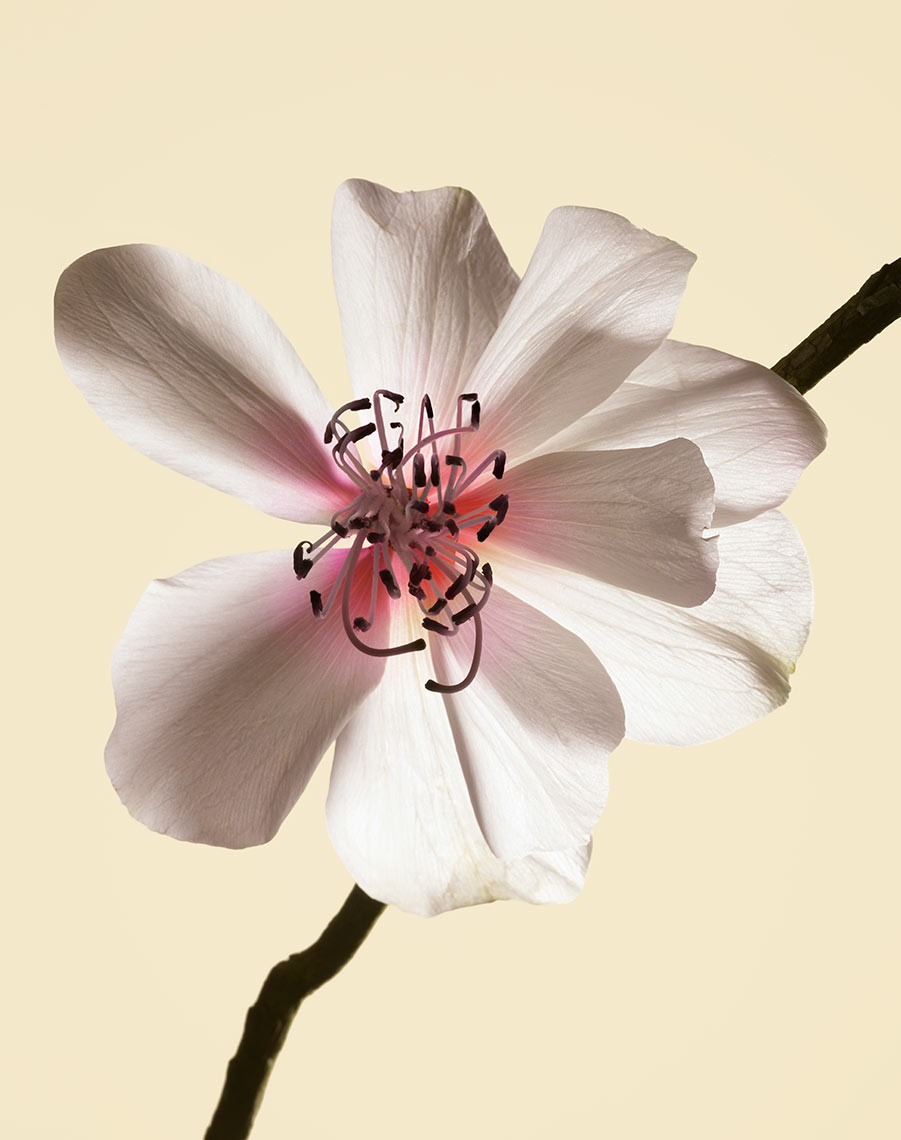 Cosmetics+Perfumes_009